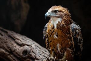 Eagle bird on the rooted in studio isolated on black background photo