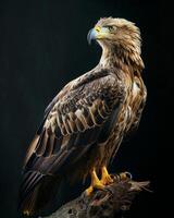 White tailed Eagle bird on the rooted in studio isolated on black background photo