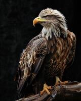 White tailed Eagle bird on the rooted in studio isolated on black background photo