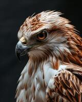 Short-toed Snake Eagle bird in studio isolated on black background photo