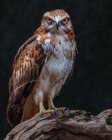 Short toed Snake Eagle bird on the rooted in studio isolated on black background photo