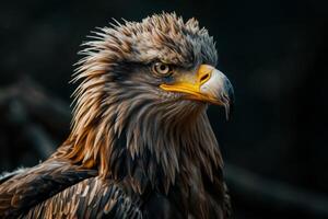 White tailed Eagle bird in studio isolated on black background photo