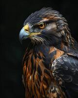 Serpent Eagle bird in studio isolated on black background photo