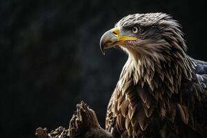 White tailed Eagle bird on the rooted in studio isolated on black background photo