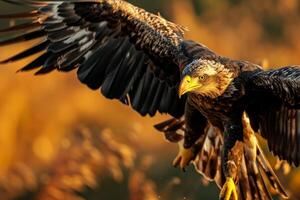 White tailed Eagle bird flying in the forest photo