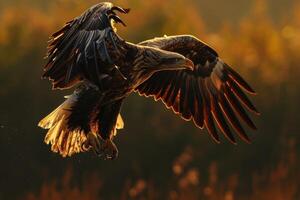 White Tailed Eagle bird flying in the forest photo