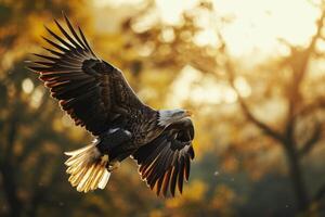 Secretary White Eagle bird flying in the forest photo