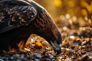 Black Eagle Bird eating in the forest photo