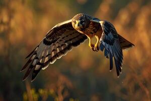 Northern Harrier Eagle Bird flying in the forest photo