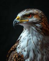Eagle bird in studio isolated on black background photo