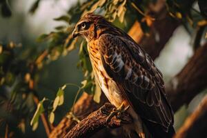 Short-toed snake Eagle bird in the forest photo