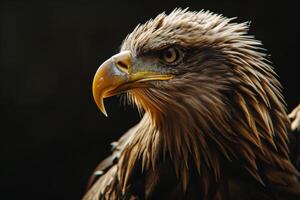 White tailed Eagle bird in studio isolated on black background photo