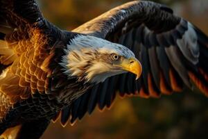 Bald Eagle Bird flying in the forest photo