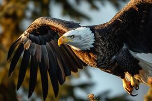 Bald Eagle Bird flying in the forest photo