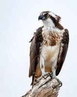 Osprey Eagle Bird standing on the rooted in studio, isolated on white background photo
