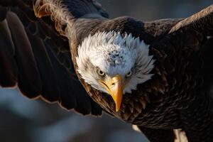 Bald Eagle Bird flying in the forest photo