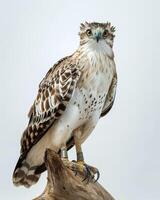 Crested Hawk Eagle bird standing on the rooted in studio isolated on white background photo