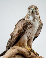 Short-toed snake Eagle bird on the rooted in studio isolated on white background photo