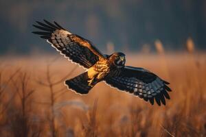 Northern Harrier Eagle bird flying in the forest photo