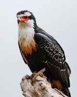 Crested Cara Cara Eagle bird standing on the rooted in studio isolated on white background photo
