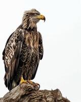 White Tailed Eagle bird on the rooted in studio isolated on white background photo