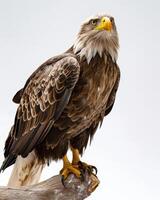 White Tailed Eagle bird on the rooted in studio isolated on white background photo