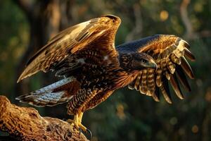 Serpent Eagle flying in the forest photo