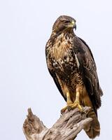Serpent Eagle bird standing on the rooted in studio isolated on white background photo