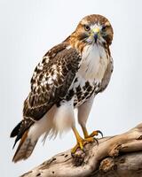 Red Tailed Hawk Eagle bird standing on the rooted in studio isolated on white background photo