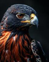 Serpent Eagle bird in studio isolated on black background photo