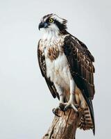 Osprey Eagle bird standing on the rooted in studio isolated on white background photo