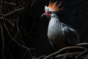 Secretary Eagle bird on the rooted in studio isolated on black background photo