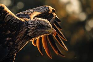 Secretary White Eagle bird flying in the forest photo