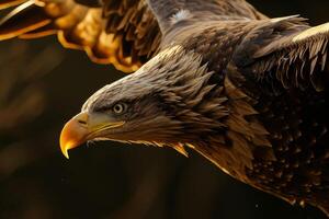 White Tailed Eagle bird flying in the forest photo