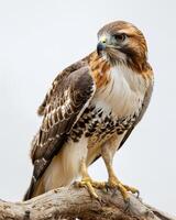 Red Tailed Hawk Eagle bird standing on the rooted in studio isolated on white background photo