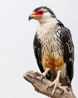 Crested Cara Cara Eagle bird standing on the rooted in studio isolated on white background photo
