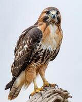 Red tailed Hawk Eagle bird standing on the rooted in studio isolated on white background photo