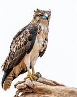 Crested Hawk Eagle bird standing on the rooted in studio isolated on white background photo