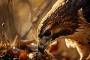 Red Tailed Hawk Eagle bird on the rooted in the forest photo