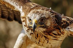 Bonellis Eagle Bird Flying in the forest photo