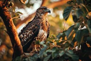 Crested Hawk Eagle Bird standing on the twigs in the forest photo