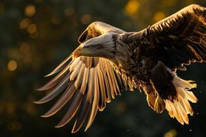 White Tailed Eagle bird flying in the forest photo