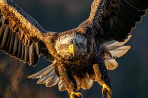White Tailed Eagle bird flying in the forest photo