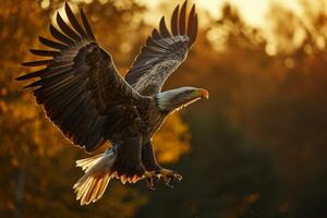 Secretary White Eagle bird flying in the forest photo