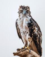 Crested Hawk Eagle bird standing on the rooted in studio isolated on white background photo