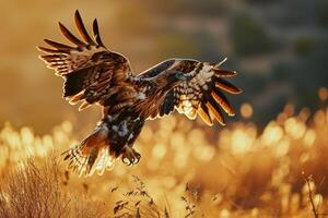 Bonellis Eagle Bird Flying in the forest photo