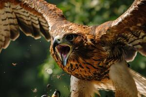 Crested Hawk Eagle bird flying in the forest photo