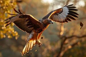 Bonellis Eagle Bird Flying in the forest photo