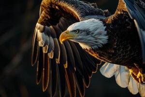 Bald Eagle Bird flying in the forest photo