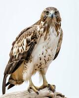 Eagle bird on the rooted in studio isolated on white background photo